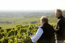 16-WeinlageFuchsmantel-004.JPG